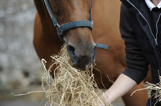 Fussy Eater Horse | JAD Equine