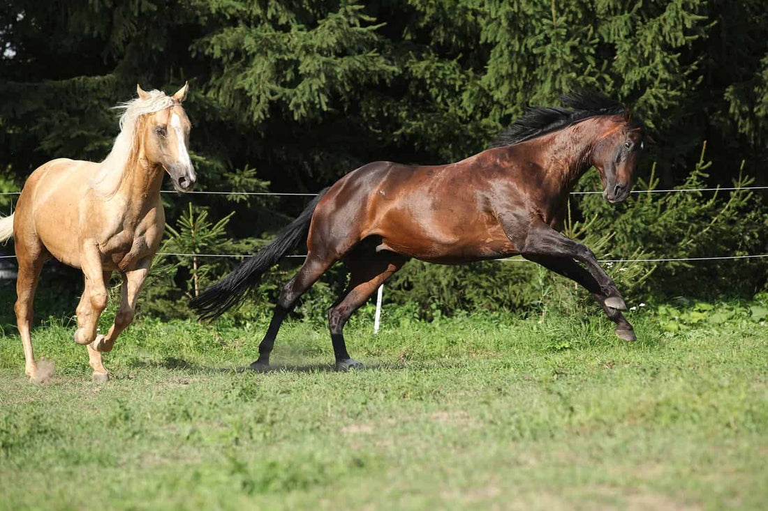 Horse Hyperactivity | JAD Equine